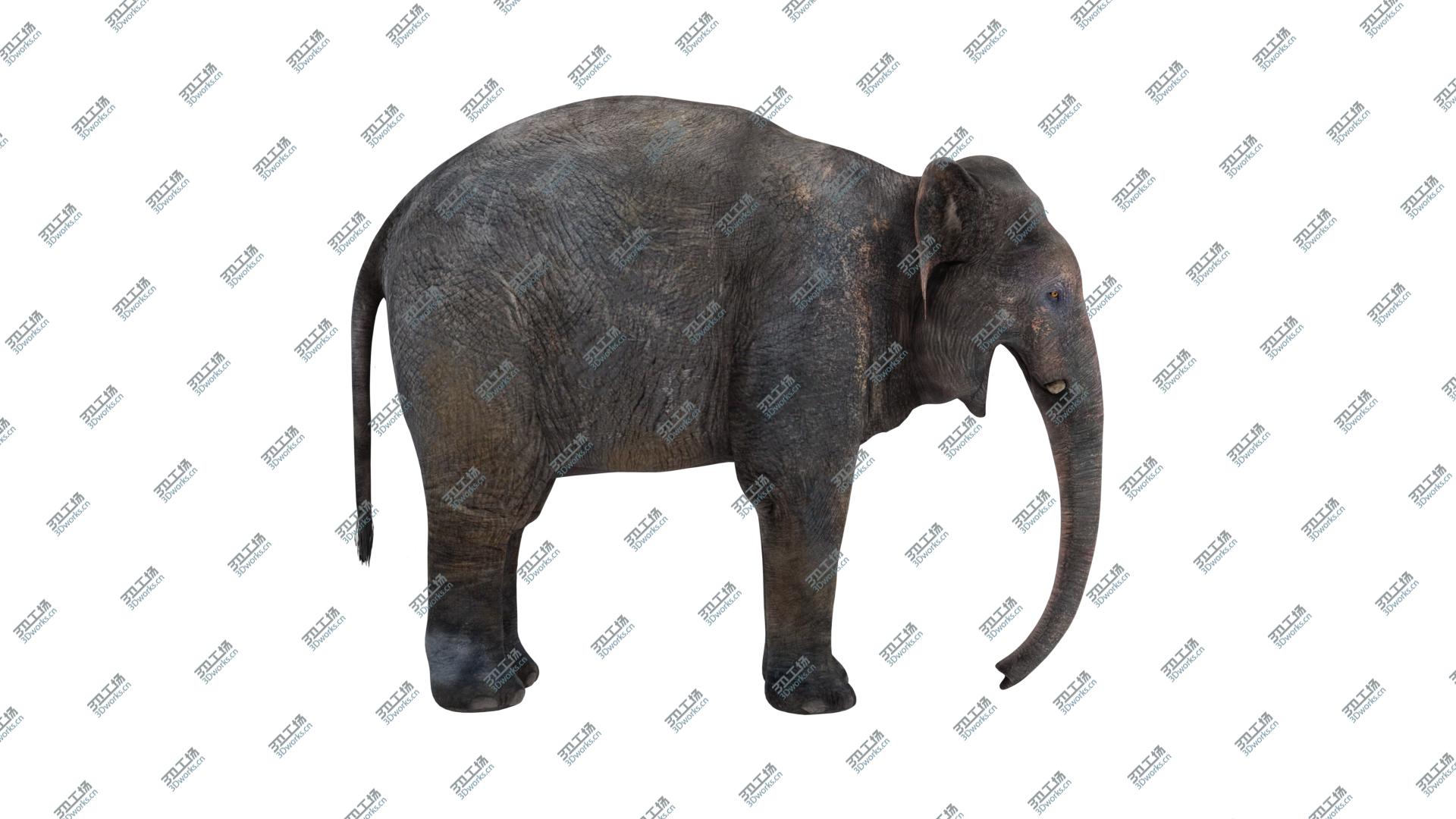 images/goods_img/202104093/3D model Asian Elephant/2.jpg